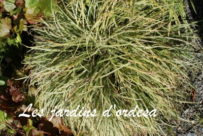 Carex evergold